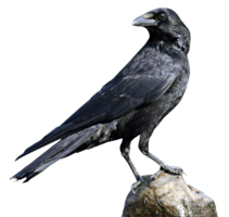 animals & Raven free transparent png image.