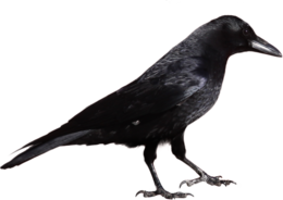 animals & raven free transparent png image.