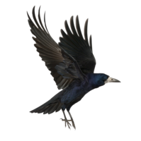 animals & Raven free transparent png image.