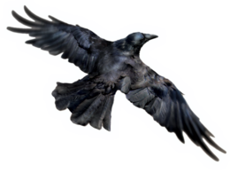 animals & Raven free transparent png image.