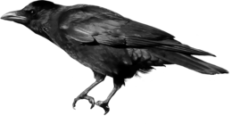 animals & raven free transparent png image.