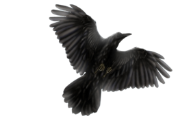 animals & raven free transparent png image.