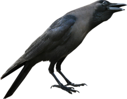 animals & Raven free transparent png image.