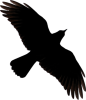 animals & raven free transparent png image.