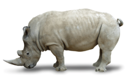 animals&Rhino png image.