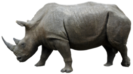 animals & rhino free transparent png image.