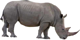 animals & rhino free transparent png image.