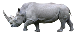 animals & rhino free transparent png image.