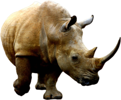 animals & rhino free transparent png image.