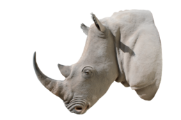 animals & rhino free transparent png image.