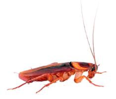 insects & roach free transparent png image.