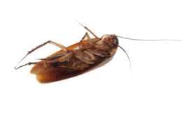 insects & Roach free transparent png image.