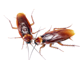 insects & Roach free transparent png image.