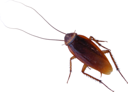 insects & Roach free transparent png image.