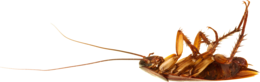 insects & Roach free transparent png image.