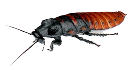 insects & Roach free transparent png image.