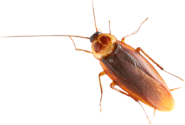 insects & Roach free transparent png image.