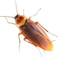 insects & Roach free transparent png image.