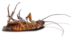 insects & Roach free transparent png image.