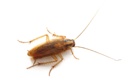 insects & Roach free transparent png image.