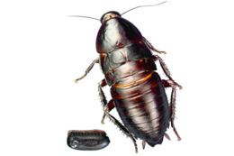 insects & Roach free transparent png image.