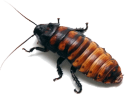 insects & Roach free transparent png image.