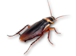 insects & Roach free transparent png image.