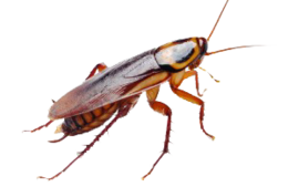 insects & Roach free transparent png image.