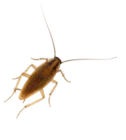 insects & roach free transparent png image.