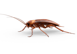 insects & roach free transparent png image.