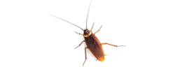 insects & Roach free transparent png image.