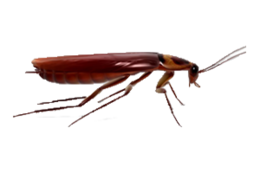 insects & Roach free transparent png image.