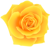 flowers & rose free transparent png image.