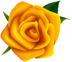 flowers & rose free transparent png image.