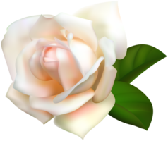 flowers & rose free transparent png image.