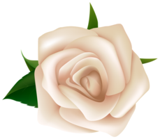 flowers & rose free transparent png image.