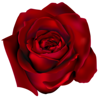 flowers & rose free transparent png image.