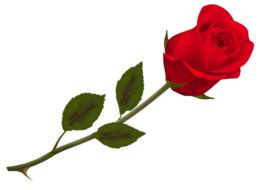 flowers & rose free transparent png image.