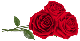 flowers & rose free transparent png image.