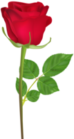 flowers & rose free transparent png image.