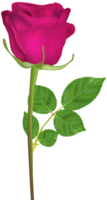 flowers & Rose free transparent png image.