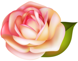 flowers & rose free transparent png image.