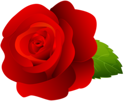 flowers & Rose free transparent png image.