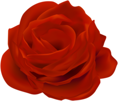 flowers & Rose free transparent png image.