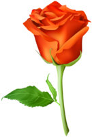 flowers & rose free transparent png image.