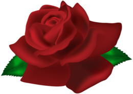 flowers & rose free transparent png image.