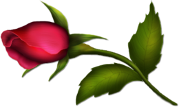 flowers & Rose free transparent png image.