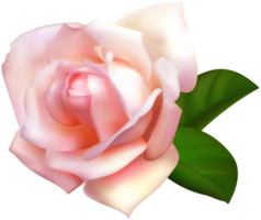 flowers & Rose free transparent png image.