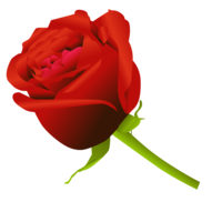 flowers & Rose free transparent png image.