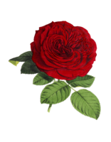 flowers & rose free transparent png image.